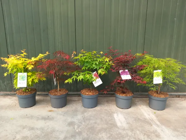 Acer palmatum