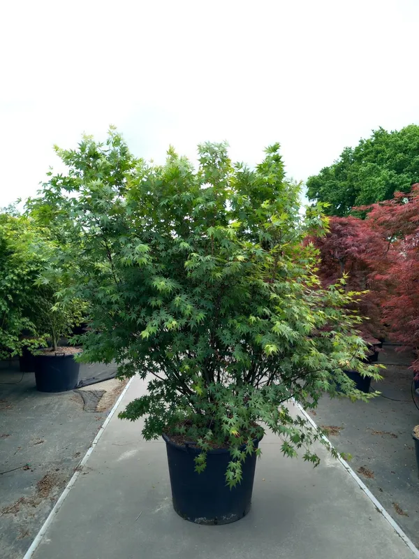Acer palmatum