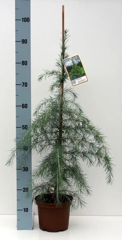 Cedrus deodara
