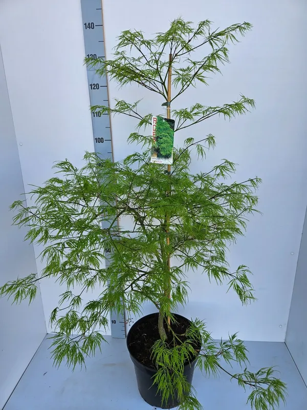 Acer palmatum 'Dissectum'