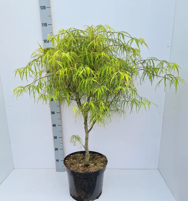Acer palmatum 'Koto-no-ito'