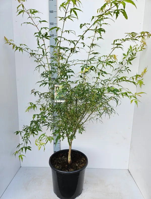 Acer palmatum 'Koto-no-ito'