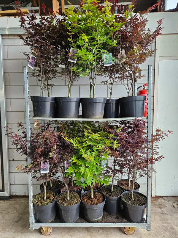 Acer palmatum
