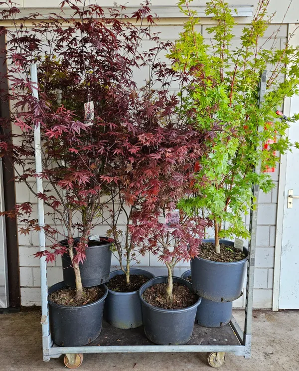 Acer palmatum