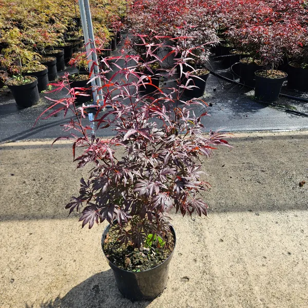 Acer palmatum 'Pevé Dave'