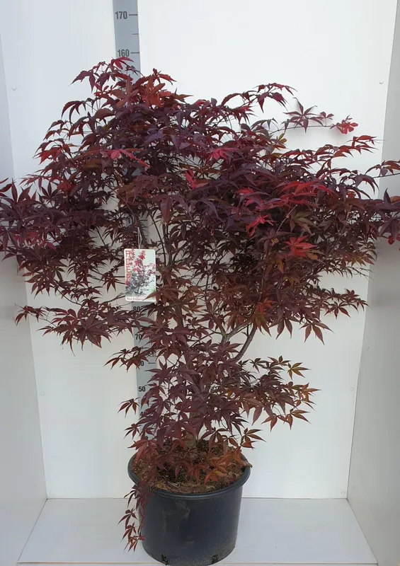 Acer palmatum 'Red Emperor'