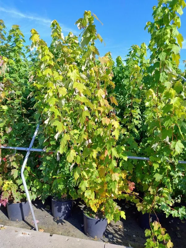 Acer rubrum 'October Glory'