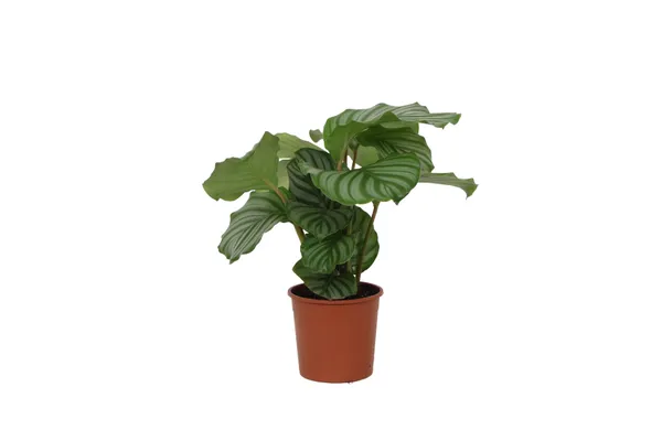 Calathea 'Orbifolia'