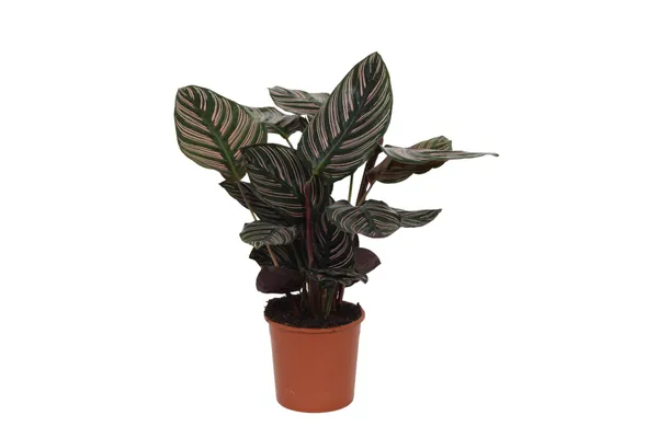 Calathea sanderiana 'Ornata'