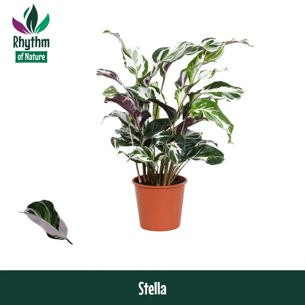 Calathea rosea-picta 'Stella'