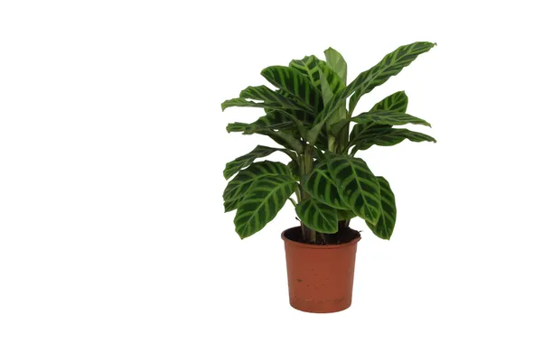 Calathea 'Zebrina'
