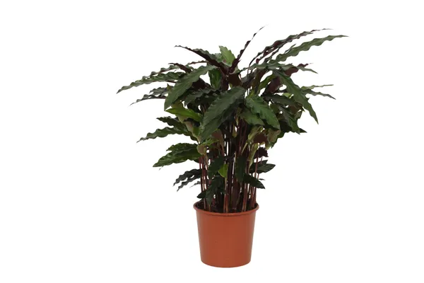 Calathea rufibarba 'Elgergrass'