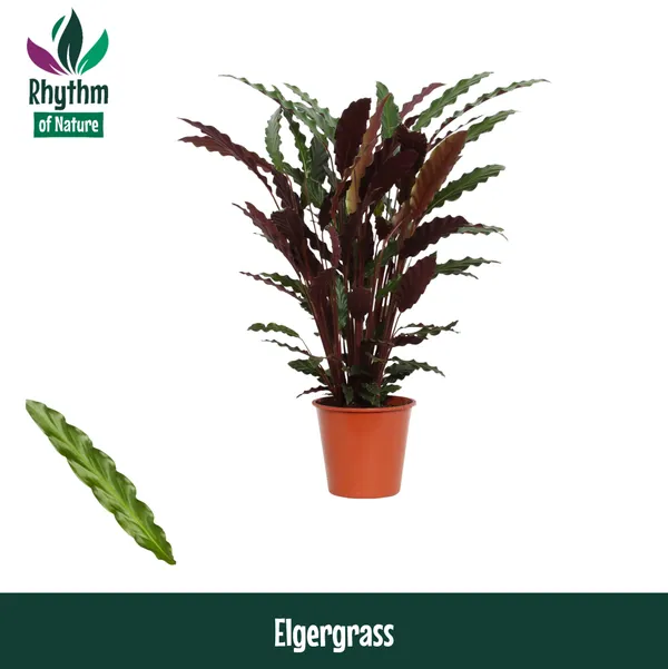 Calathea rufibarba 'Elgergrass'