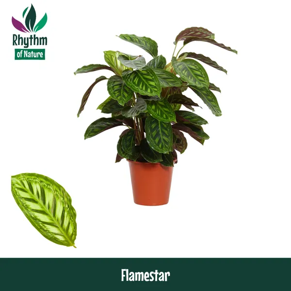 Calathea 'Flamestar'