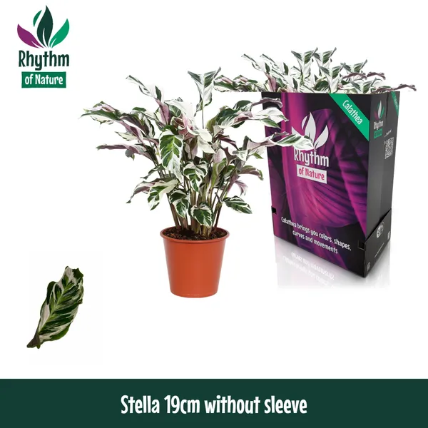 Calathea rosea-picta 'Stella'