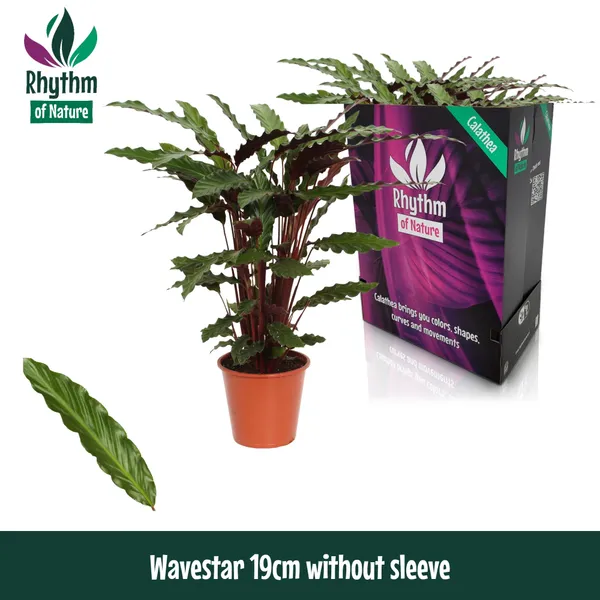 Calathea rufibarba 'Wavestar'