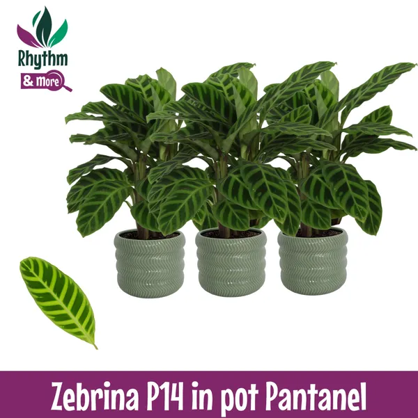Calathea 'Zebrina'