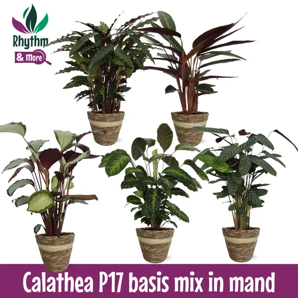 Calathea Mix