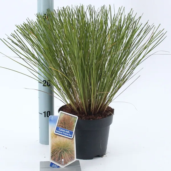 Carex testacea 'Prairie Fire'