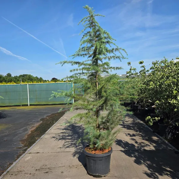 Cedrus deodara