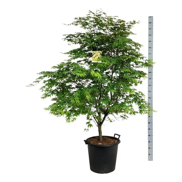 Acer palmatum 'Osakazuki'