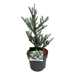 Abies koreana 'Silberlocke'