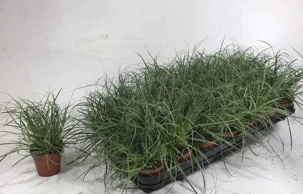 Carex conica 'Snowline'