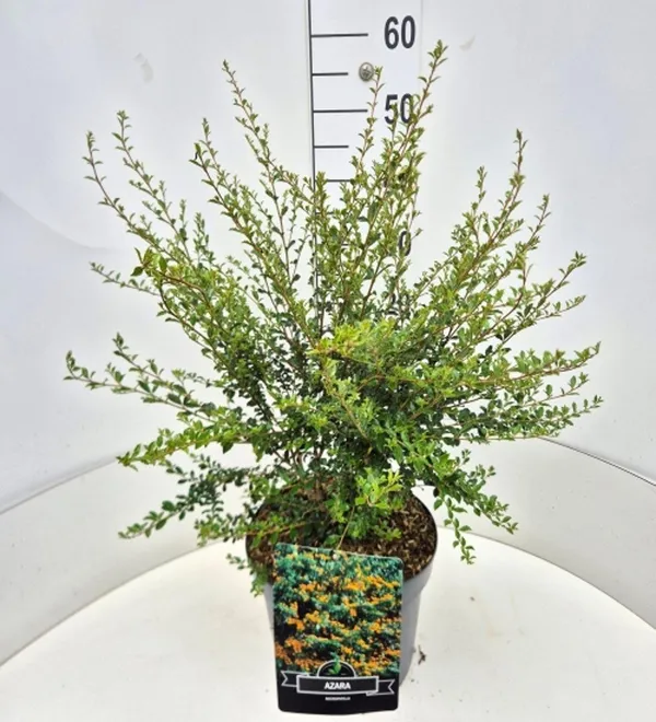 Buxus microphylla