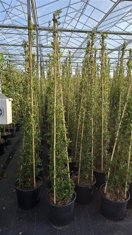 Ceanothus impressus 'Victoria'