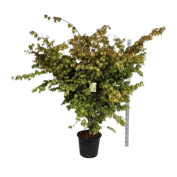 Acer palmatum 'Osakazuki'