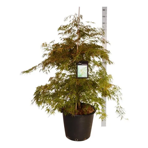 Acer palmatum 'Dissectum'
