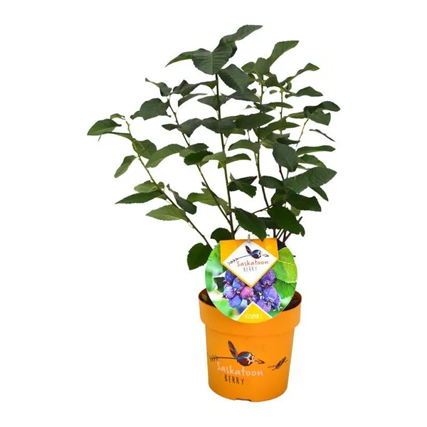 Amelanchier alnifolia 'Saskatoon Berry'
