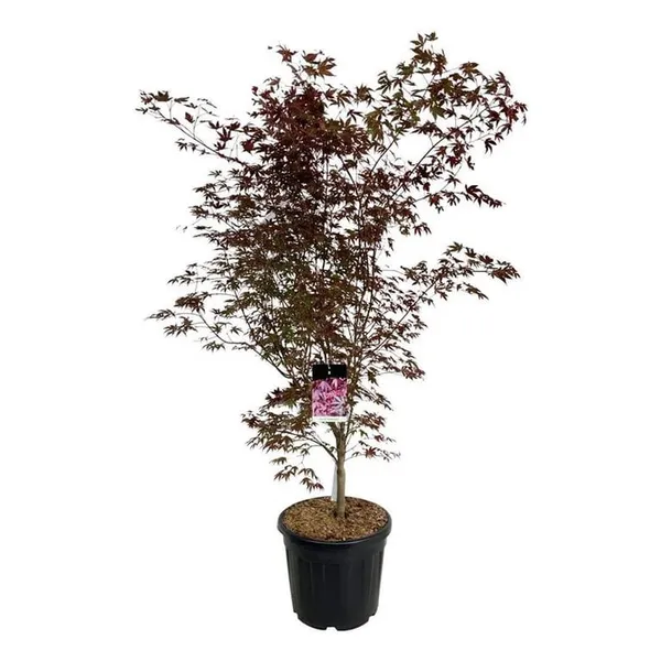 Acer palmatum 'Atropurpureum'