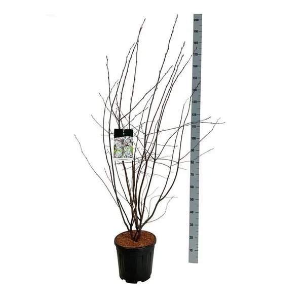 Amelanchier lamarckii