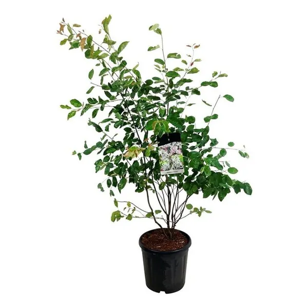 Amelanchier lamarckii