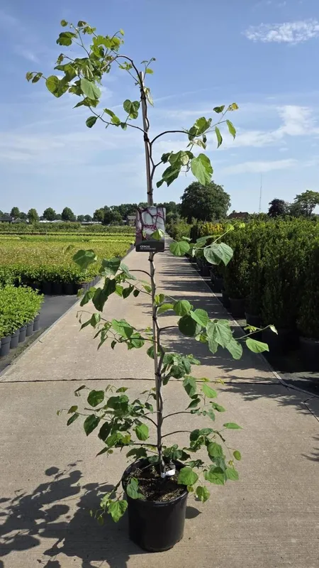 Cercis canadensis 'Lavender Twist'