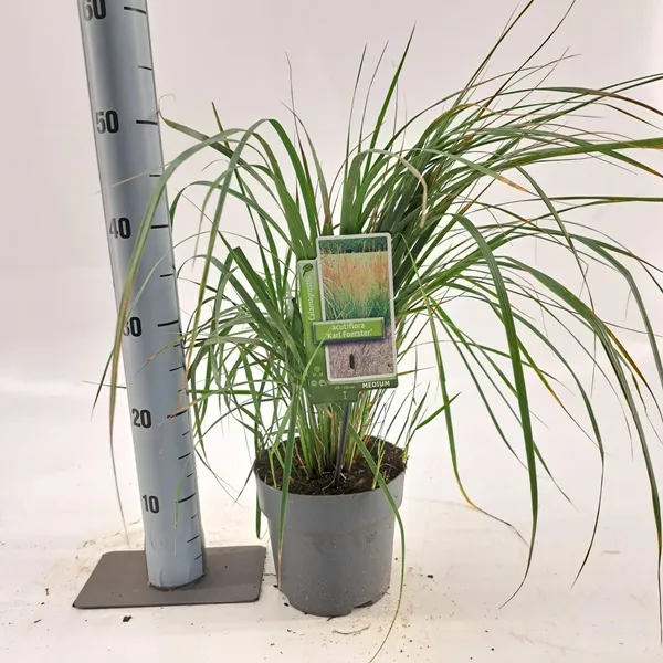 Calamagrostis acutiflora 'Karl Foerster'