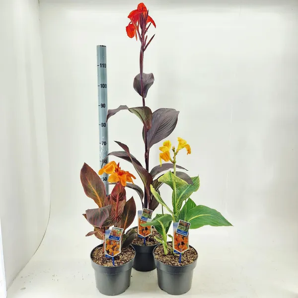 Canna 'Tropicanna'