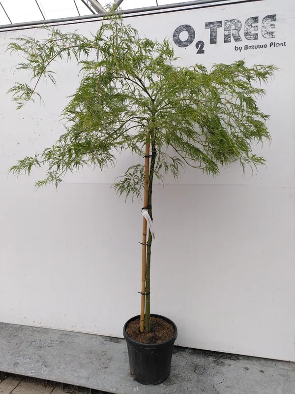 Acer palmatum 'Dissectum'