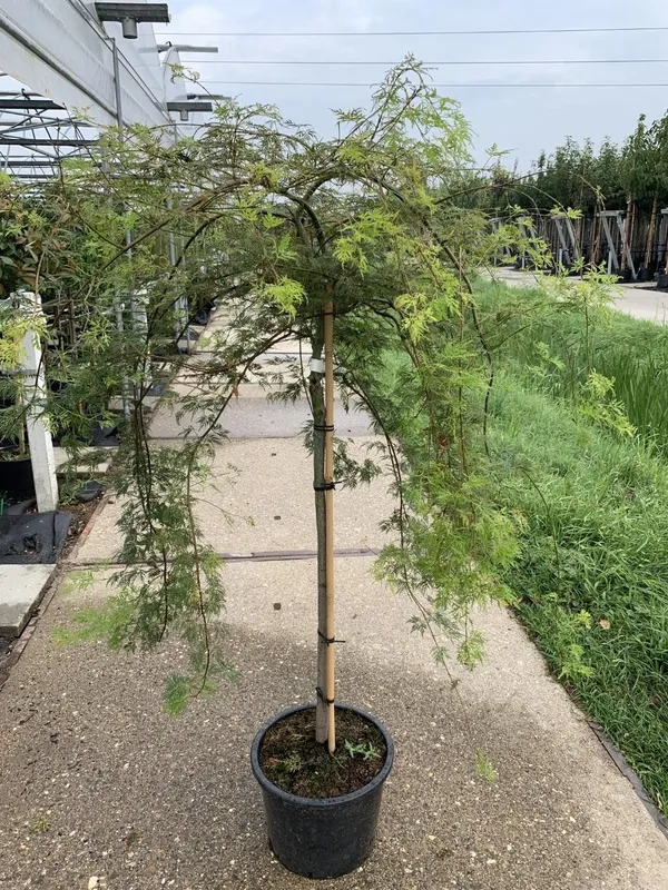 Acer palmatum 'Dissectum'