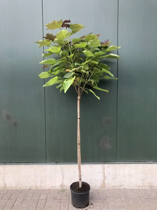 Catalpa erubescens 'Purpurea'