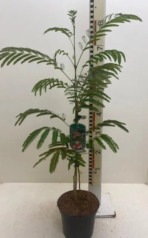 Albizia julibrissin 'rosea'
