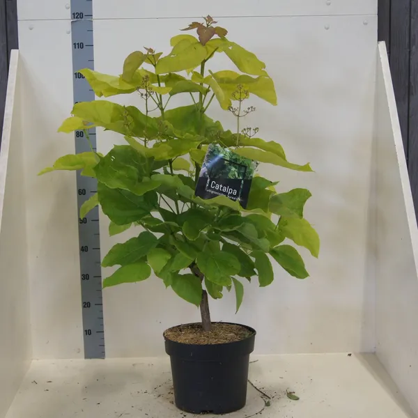 Catalpa bignonioides 'Aurea'