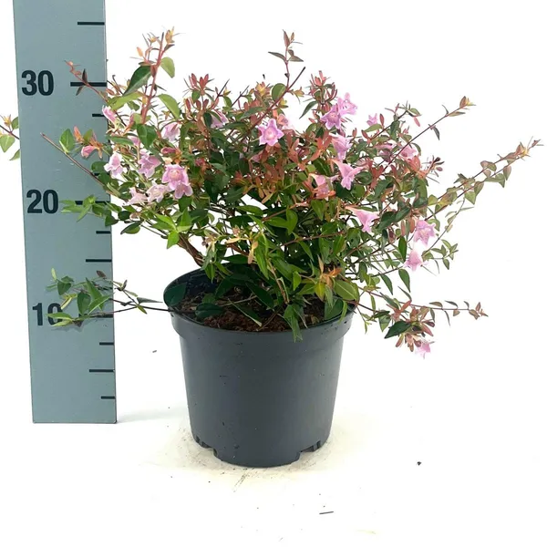 Abelia grandiflora 'Edward Goucher'