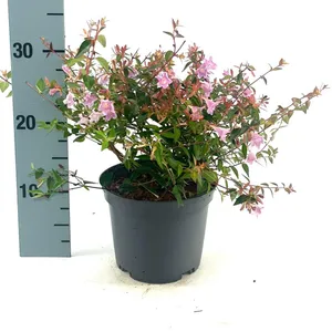 Abelia grandiflora 'Edward Goucher'