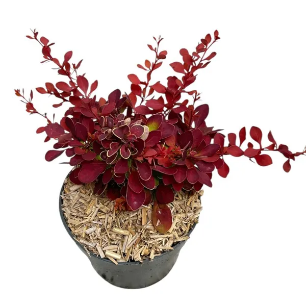 Berberis thunbergii 'Ruby Star'