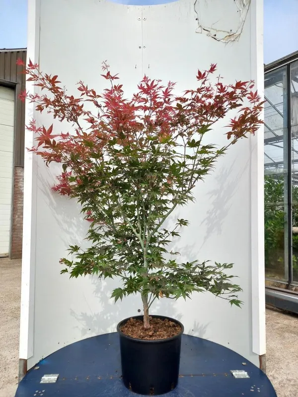 Acer palmatum 'Atropurpureum'