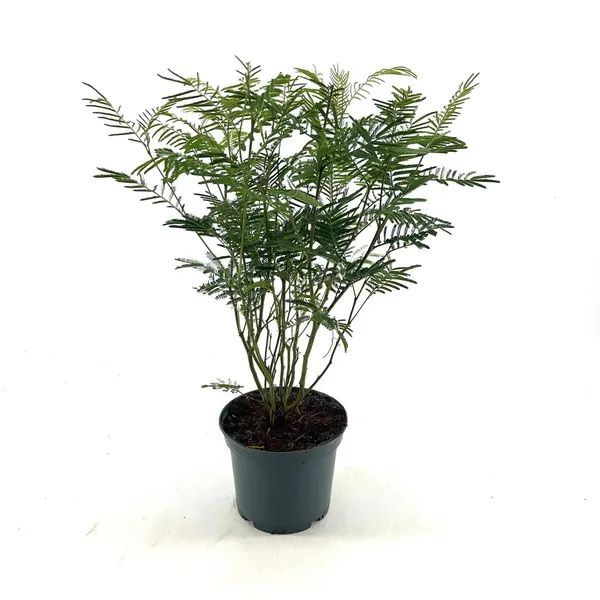 Acacia dealbata
