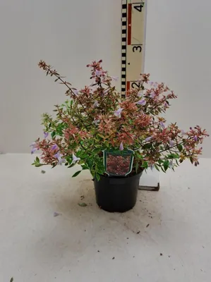 Abelia grandiflora 'Sunshine Daydream'