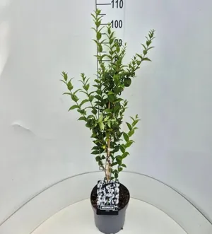 Abeliophyllum distichum
